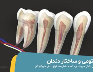 آناتومی و ساختار دندان ها
