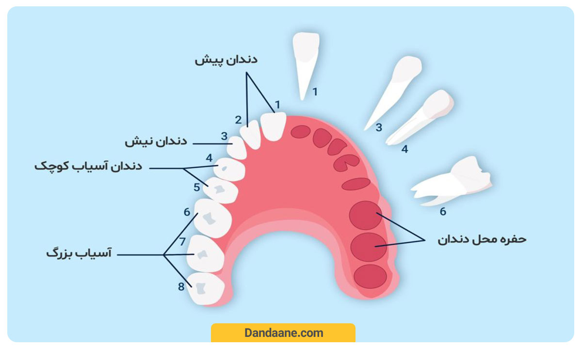 شماره دندان های دائمی