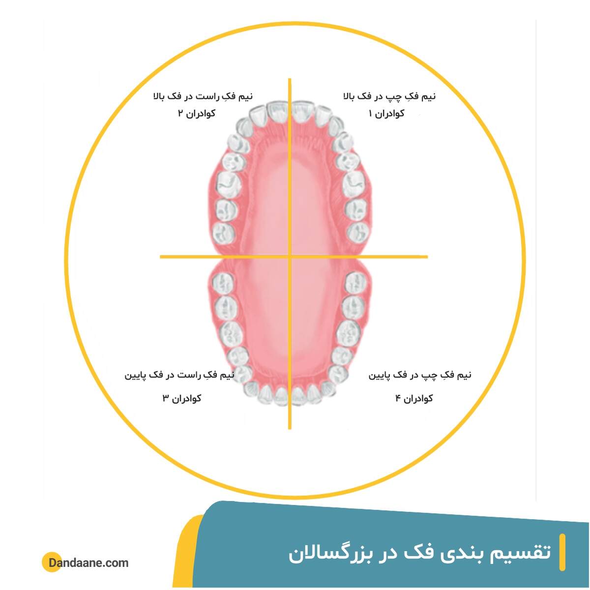 تقسیم بندی فک در بزرگسالان