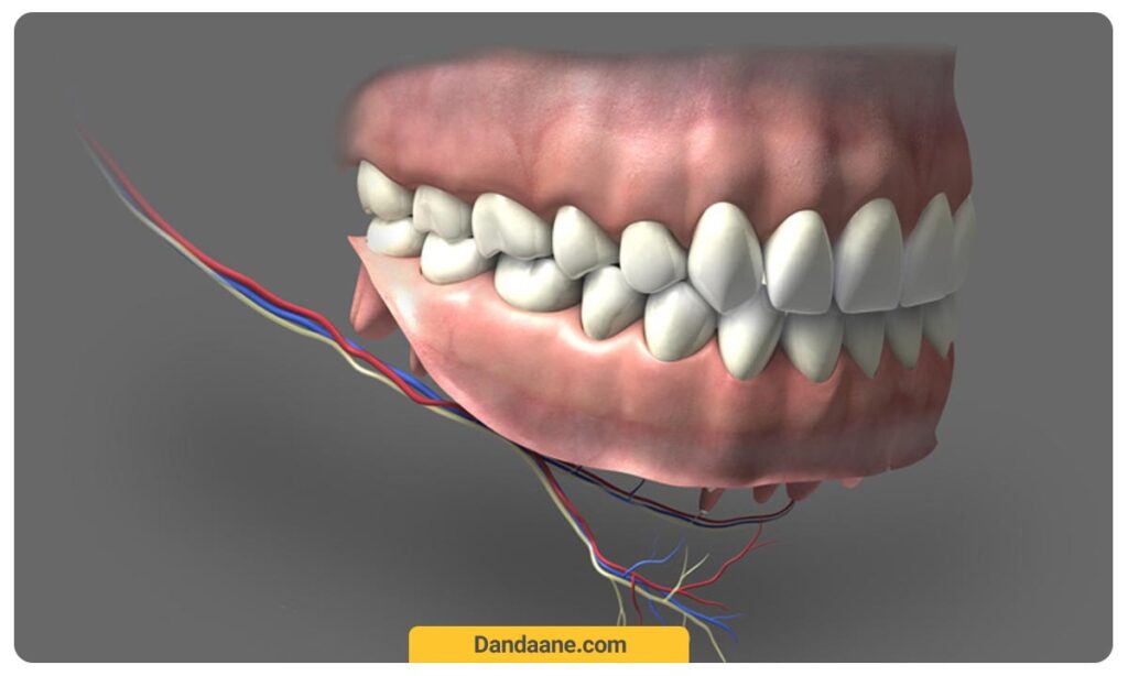 آناتومی و ساختار دندان
