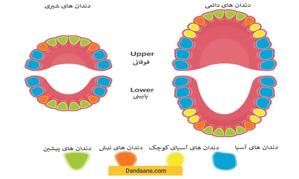 تفاوت های دندان دائمی و شیری