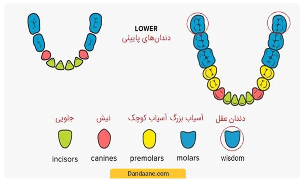 نام گذاری دندان ها