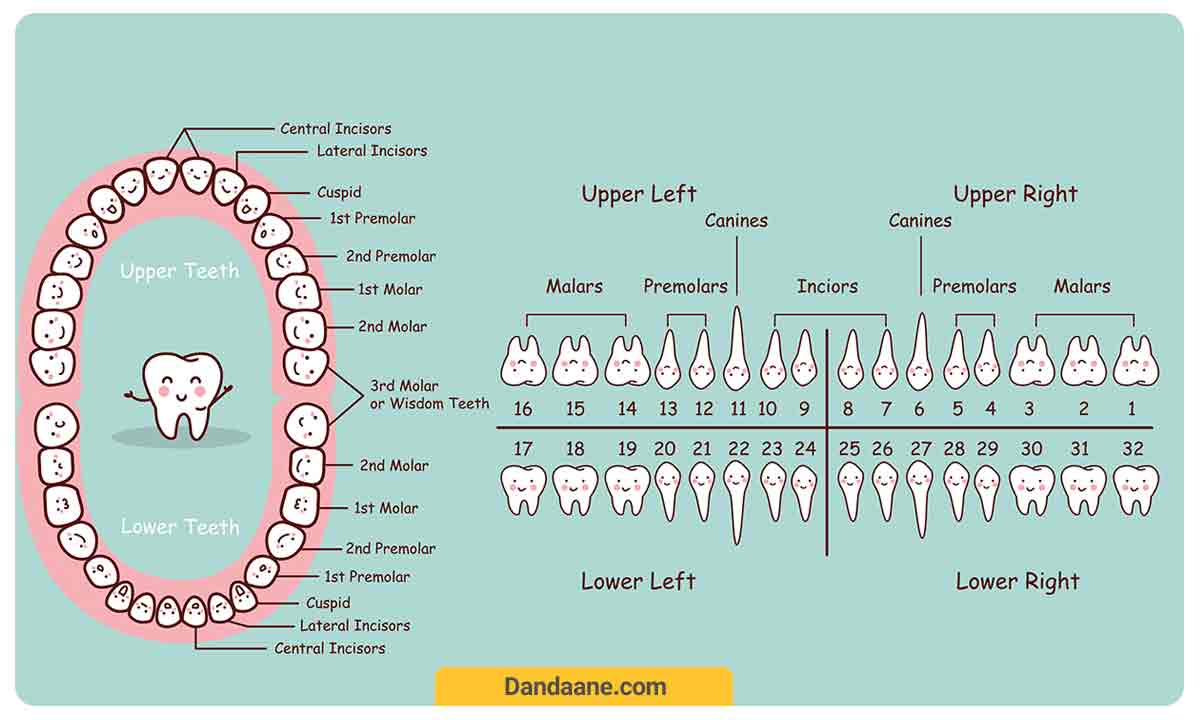 تمای شماره گذاری دندان ها از بالا